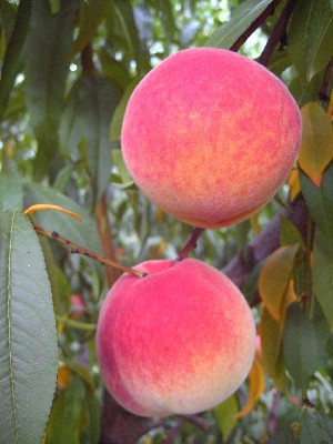 Encore - Peach Varieties