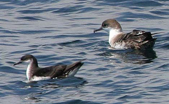 Manx Shearwater - Bird Species | Frinvelis jishebi | ფრინველის ჯიშები