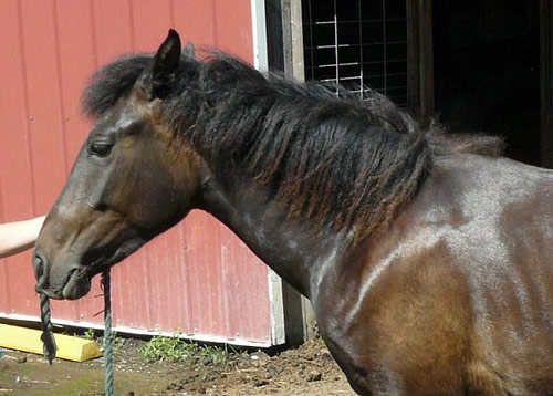 Abstang Horse - horse Breeds | ცხენის ჯიშები| cxenis jishebi