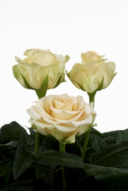 Island Sands - Rose Varieties | VARDI | ვარდი                                                                                                                