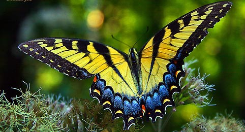Swallowtail - Butterfly species | PEPLIS JISHEBI | პეპლის ჯიშები