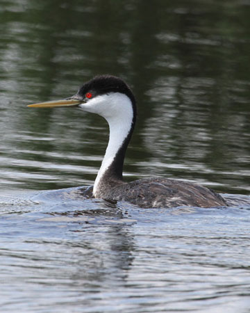 Western Grebe - Bird Species | Frinvelis jishebi | ფრინველის ჯიშები