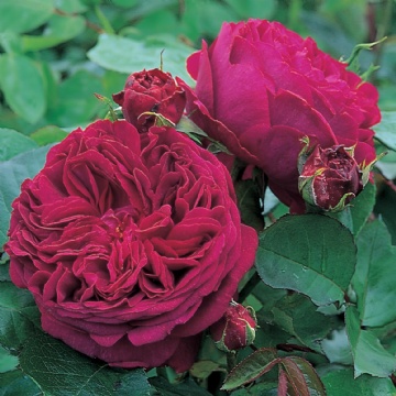 Falstaff - Rose Varieties | VARDI | ვარდი                                                                                                                
