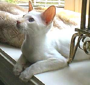 Colorpoint Shorthair 2 - cat Breeds | კატის ჯიშები | katis jishebi