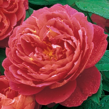 Benjamin Britten - Rose Varieties | VARDI | ვარდი                                                                                                                