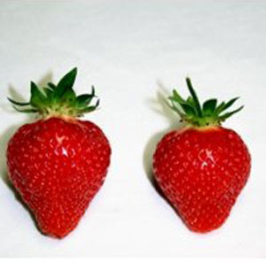 Mayflower - Strawberry Varieties