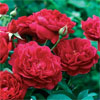 Darcey Bussell Hedging