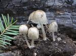 Coprinellus angulatus - fungi species list A Z