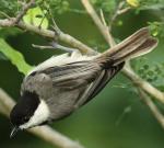 Carolina Chickadee - Bird Species | Frinvelis jishebi | ფრინველის ჯიშები