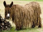 Poitou Donkey - donkeys breeds | viris jishebi | ვირის ჯიშები