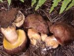 Boletus pinophilus: Boletus rex-veris - fungi species list A Z