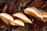 Phyllotopsis nidulans - Fungi Species