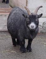 Pygmy Goat | Goat | Goat Breeds