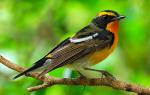 Narcissus Flycatcher - Bird Species | Frinvelis jishebi | ფრინველის ჯიშები
