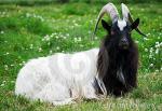 Bagot Goat - Goats Breeds | txis jishebi | თხის ჯიშები