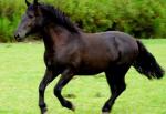 Andean Horse | Horse | Horse Breeds