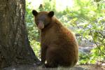  Cinnamon Bear  - bears species | datvis jishebi | დათვის ჯიშები