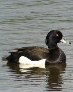 Tufted Duck - Bird Species | Frinvelis jishebi | ფრინველის ჯიშები