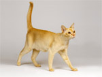 Singapura | Cat | Cat Breeds