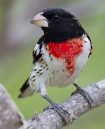 Rose-breasted Grosbeak - Bird Species | Frinvelis jishebi | ფრინველის ჯიშები