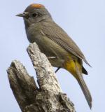 Colima Warbler - Bird Species | Frinvelis jishebi | ფრინველის ჯიშები