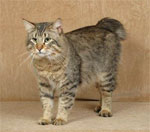 Pixiebob | Cat | Cat Breeds