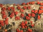 Nectria cinnabarina - Fungi Species | sokos jishebi | სოკოს ჯიშები