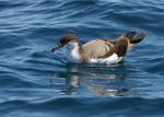 Buller's Shearwater  - Bird Species | Frinvelis jishebi | ფრინველის ჯიშები