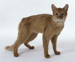 Somali Cat | Cat | Cat Breeds