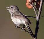 Gray Vireo - Bird Species | Frinvelis jishebi | ფრინველის ჯიშები