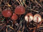 Marasmius plicatulus - Fungi Species | sokos jishebi | სოკოს ჯიშები