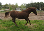 Pony of the Americas | Horse | Horse Breeds