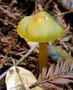Hygrocybe olivaceoniger - Fungi Species