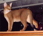 Chausie | Cat | Cat Breeds