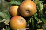 Ashmead's Kernel | Apple Species 