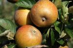 Ashmead's Kernel - Apple Varieties list a - z  