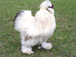 Silkie Bantam | Chicken | Chicken Breeds