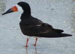 Black Skimmer - Bird Species | Frinvelis jishebi | ფრინველის ჯიშები