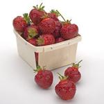 Galletta | Strawberry Species 