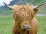 Highland - cow breeds list | dzroxis jishebi | ძროხის ჯიშები