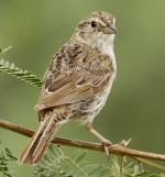 Cassin's Sparrow - Bird Species | Frinvelis jishebi | ფრინველის ჯიშები