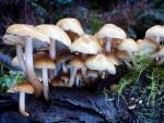 Hypholoma capnoides - Fungi Species