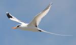 White-tailed Tropicbird - Bird Species | Frinvelis jishebi | ფრინველის ჯიშები