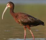 White-faced Ibis - Bird Species | Frinvelis jishebi | ფრინველის ჯიშები