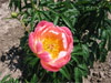 Abalone Pearl -                                                                                                                 Peonies Varieties | PIONI | პიონი