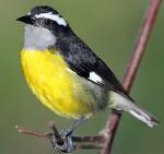 Bananaquit - Bird Species | Frinvelis jishebi | ფრინველის ჯიშები