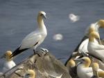Northern Gannet - Bird Species | Frinvelis jishebi | ფრინველის ჯიშები