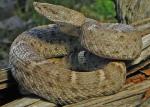 RIDGE-NOSED RATTLESNAKE  <br />Crotalus willardi - snake species list a - z | gveli | გველი 