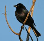 Shiny Cowbird - Bird Species | Frinvelis jishebi | ფრინველის ჯიშები