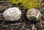 Calvatia fumosa: Handkea fumosa - fungi species list A Z